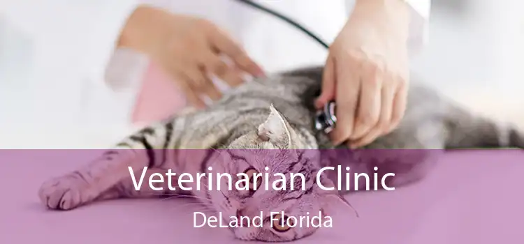 Veterinarian Clinic DeLand Florida