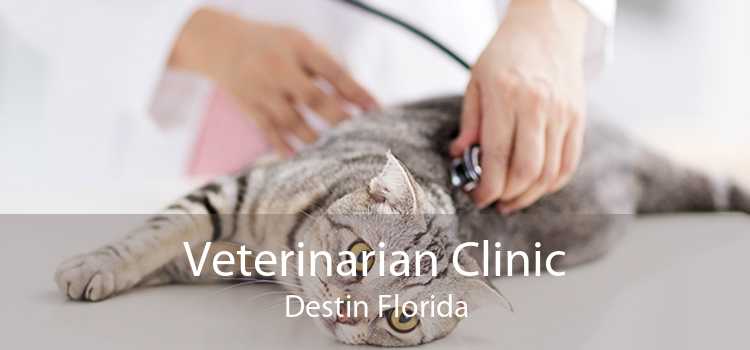 Veterinarian Clinic Destin Florida