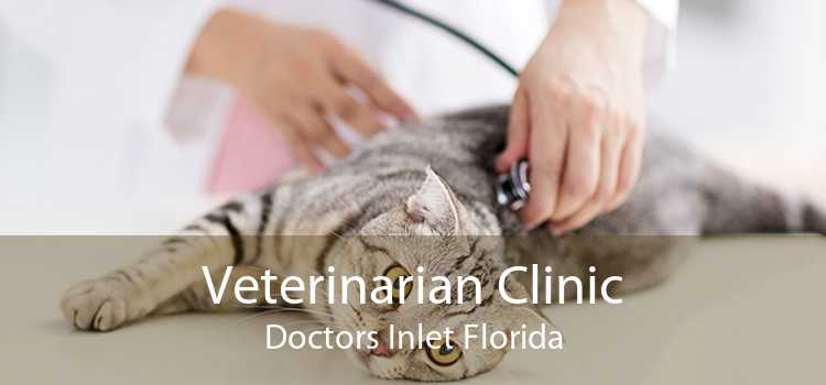 Veterinarian Clinic Doctors Inlet Florida