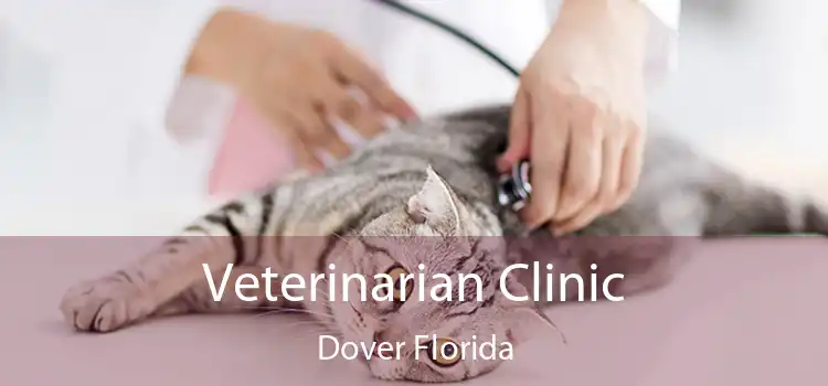 Veterinarian Clinic Dover Florida