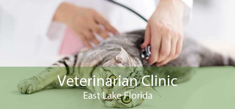 Veterinarian Clinic East Lake Florida