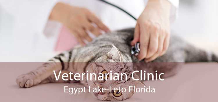 Veterinarian Clinic Egypt Lake-Leto Florida