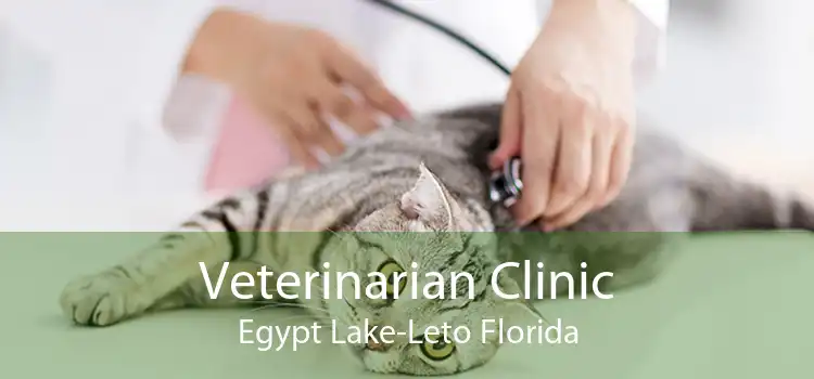 Veterinarian Clinic Egypt Lake-Leto Florida