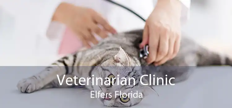 Veterinarian Clinic Elfers Florida