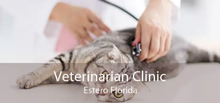 Veterinarian Clinic Estero Florida