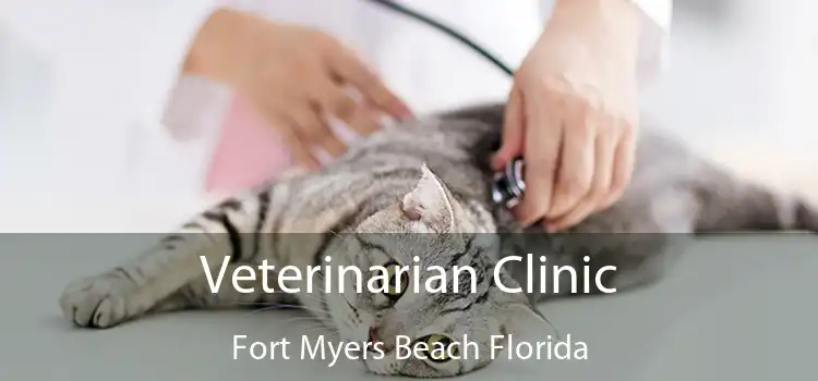 Veterinarian Clinic Fort Myers Beach Florida