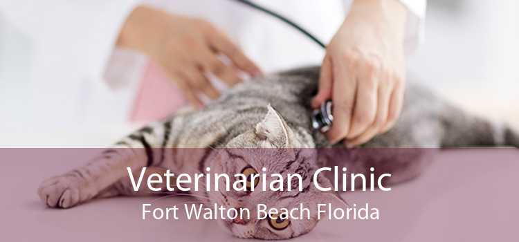 Veterinarian Clinic Fort Walton Beach Florida