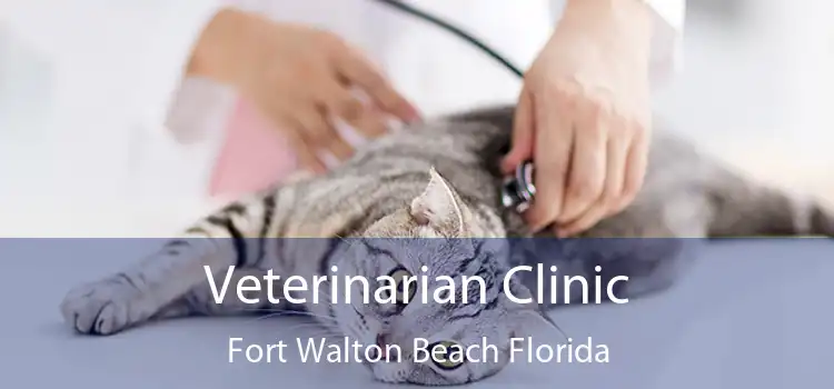 Veterinarian Clinic Fort Walton Beach Florida