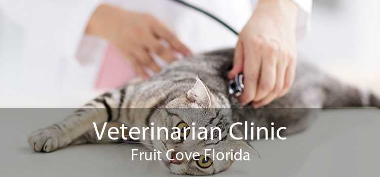 Veterinarian Clinic Fruit Cove Florida