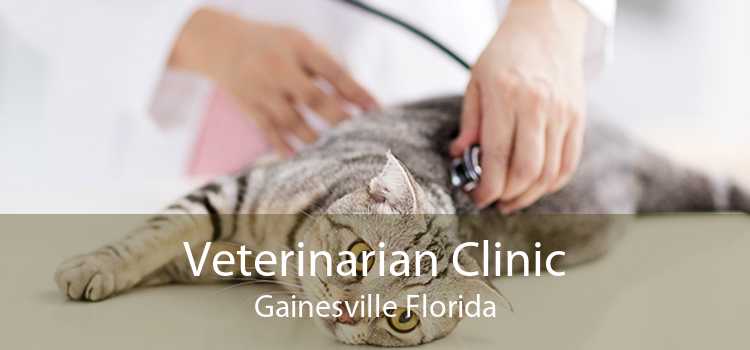 Veterinarian Clinic Gainesville Florida