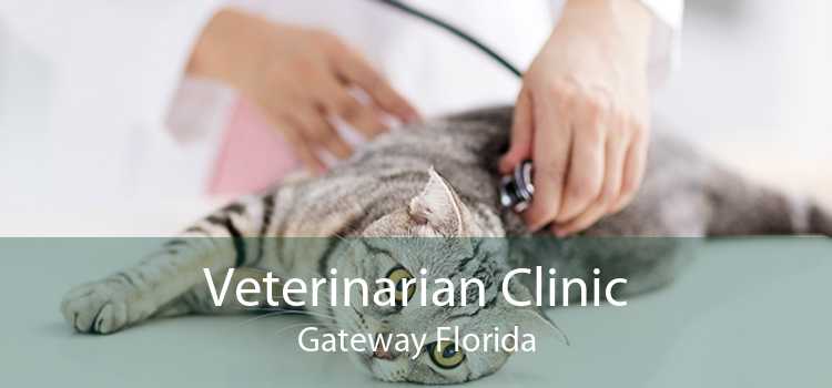 Veterinarian Clinic Gateway Florida