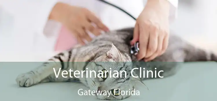 Veterinarian Clinic Gateway Florida