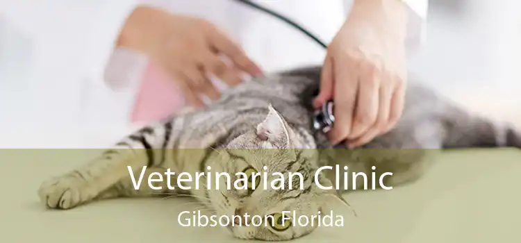 Veterinarian Clinic Gibsonton Florida