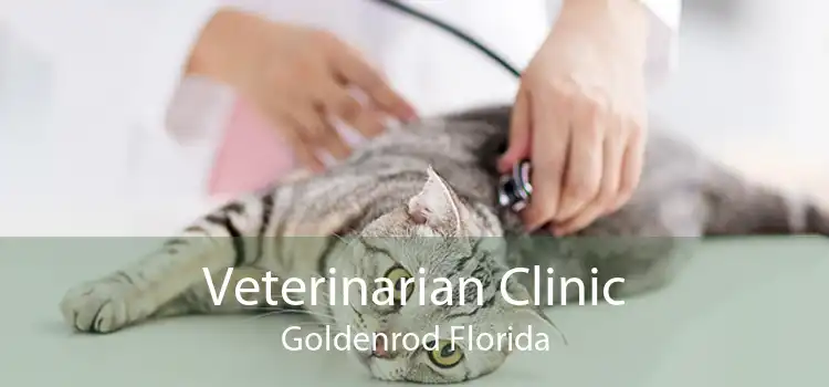 Veterinarian Clinic Goldenrod Florida
