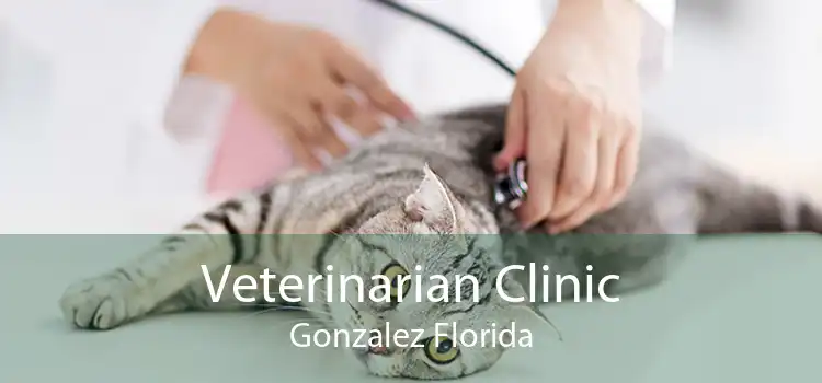 Veterinarian Clinic Gonzalez Florida