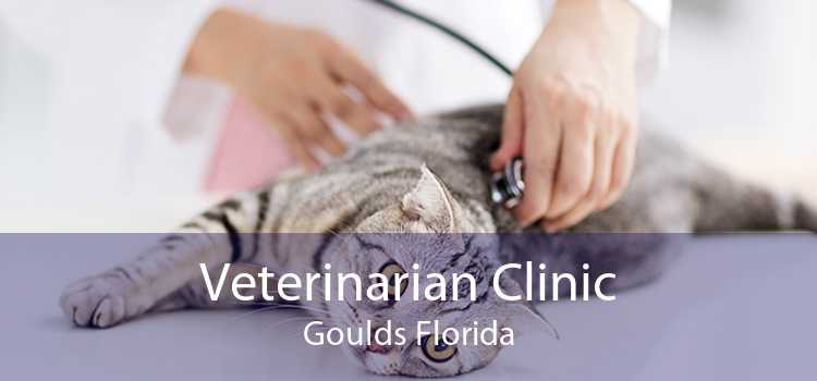 Veterinarian Clinic Goulds Florida