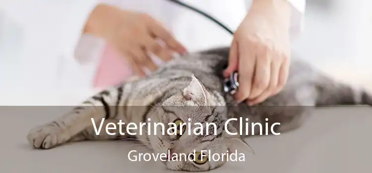 Veterinarian Clinic Groveland Florida