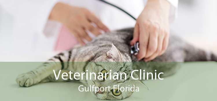 Veterinarian Clinic Gulfport Florida