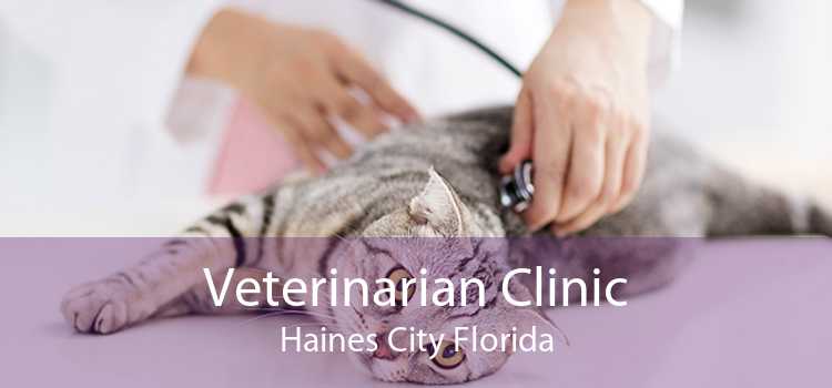 Veterinarian Clinic Haines City Florida