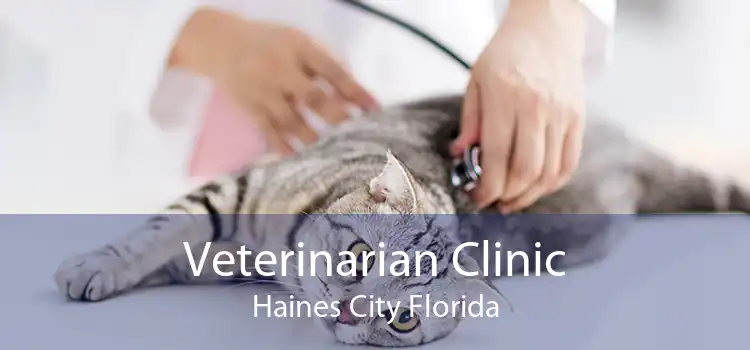 Veterinarian Clinic Haines City Florida