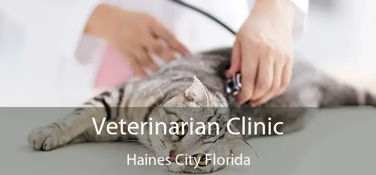 Veterinarian Clinic Haines City Florida