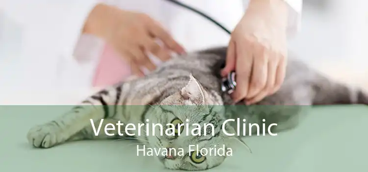 Veterinarian Clinic Havana Florida
