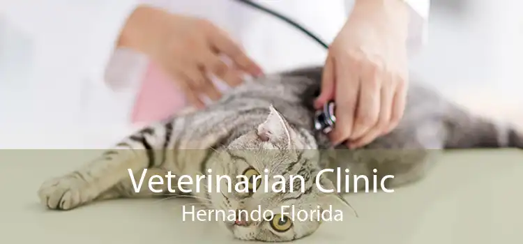 Veterinarian Clinic Hernando Florida