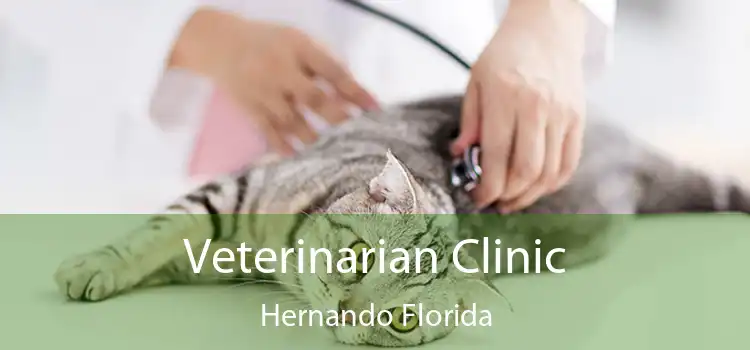 Veterinarian Clinic Hernando Florida