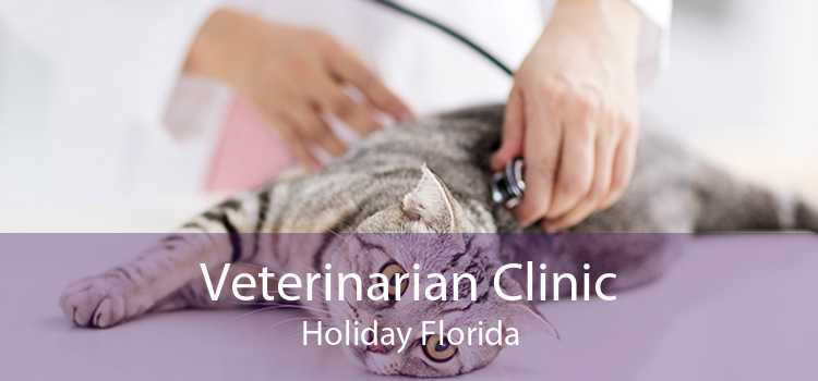 Veterinarian Clinic Holiday Florida