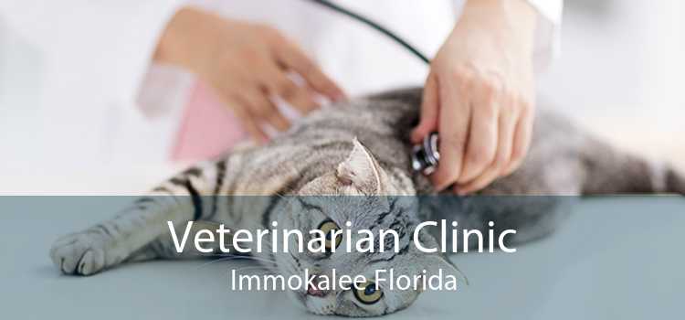 Veterinarian Clinic Immokalee Florida