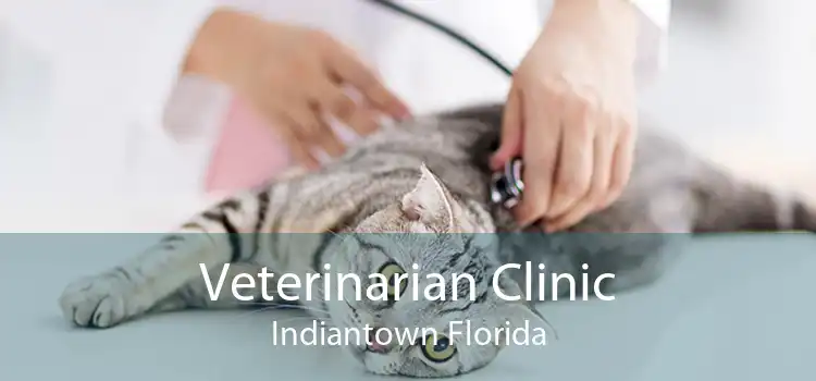 Veterinarian Clinic Indiantown Florida
