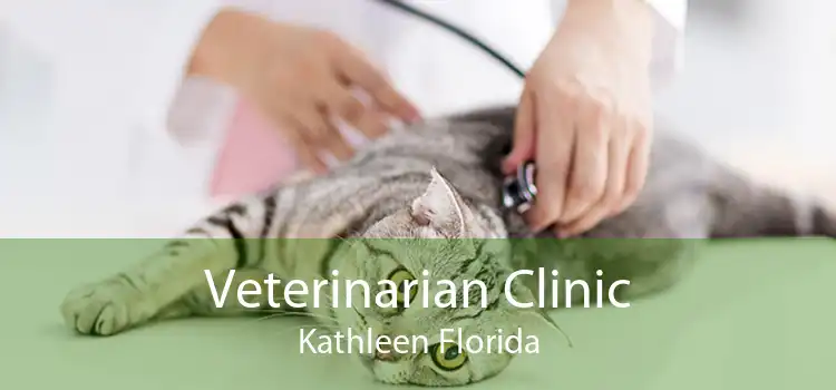 Veterinarian Clinic Kathleen Florida