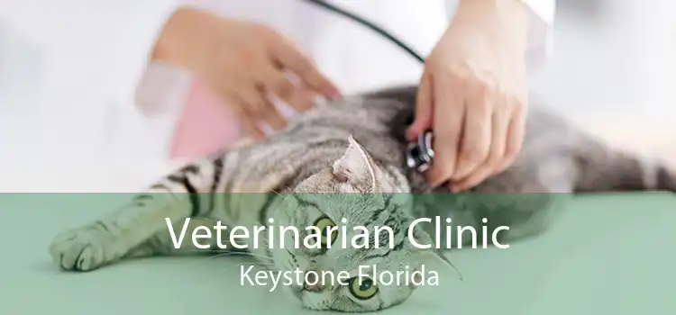 Veterinarian Clinic Keystone Florida