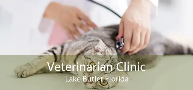 Veterinarian Clinic Lake Butler Florida