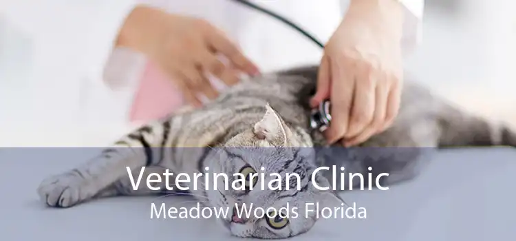 Veterinarian Clinic Meadow Woods Florida