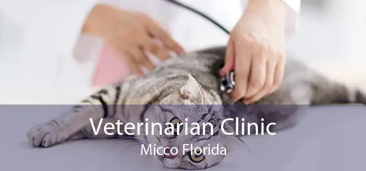 Veterinarian Clinic Micco Florida