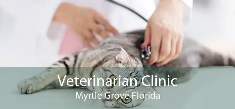 Veterinarian Clinic Myrtle Grove Florida