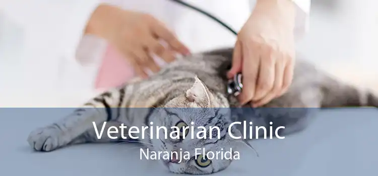Veterinarian Clinic Naranja Florida