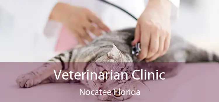 Veterinarian Clinic Nocatee Florida