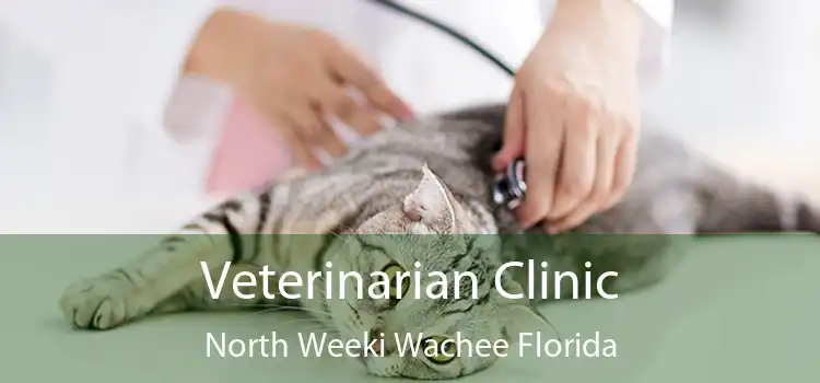 Veterinarian Clinic North Weeki Wachee Florida