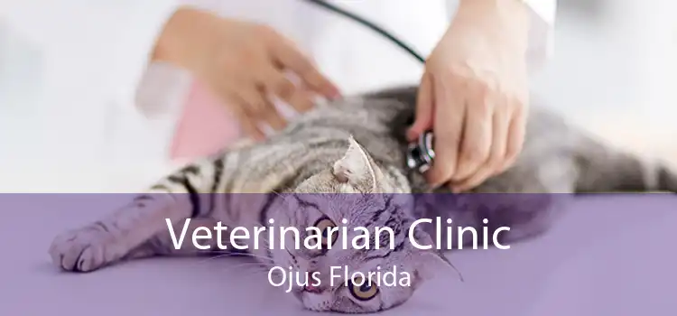 Veterinarian Clinic Ojus Florida