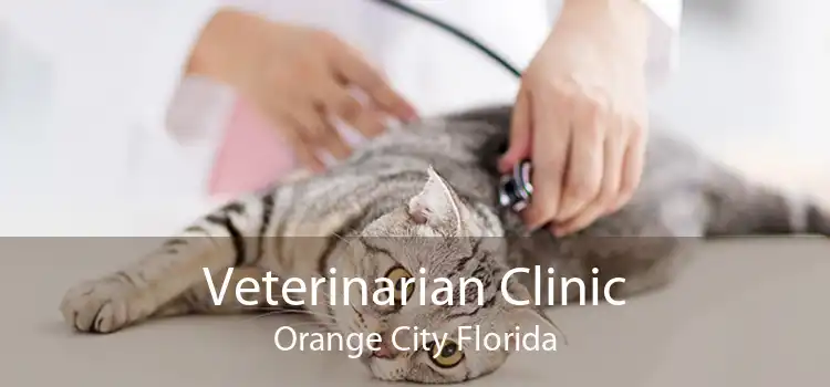 Veterinarian Clinic Orange City Florida
