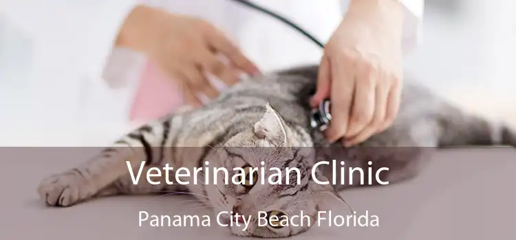 Veterinarian Clinic Panama City Beach Florida