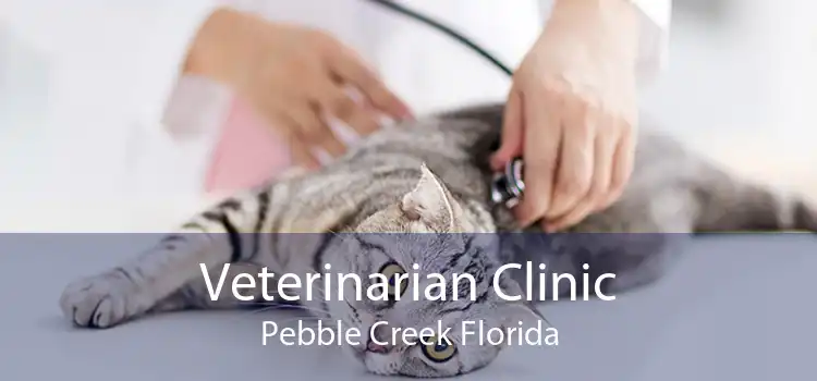 Veterinarian Clinic Pebble Creek Florida