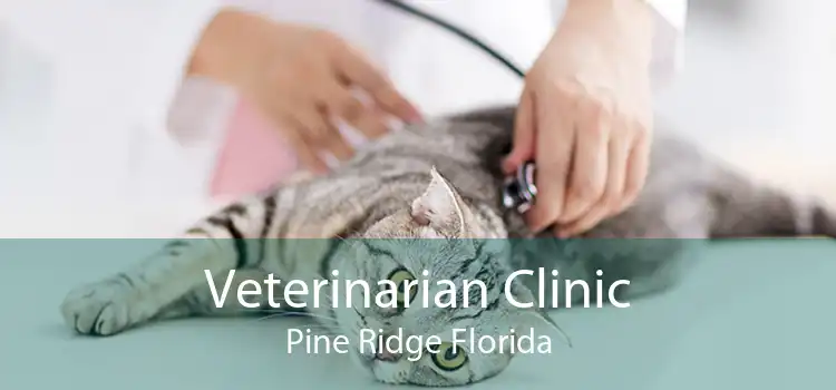 Veterinarian Clinic Pine Ridge Florida