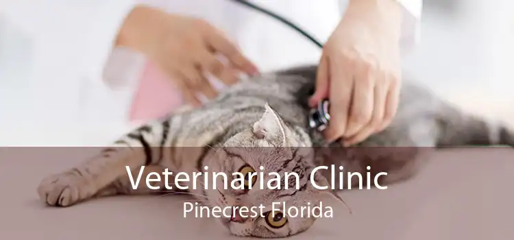 Veterinarian Clinic Pinecrest Florida