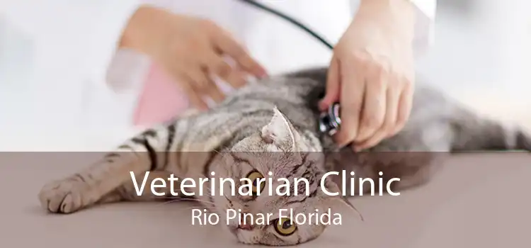Veterinarian Clinic Rio Pinar Florida