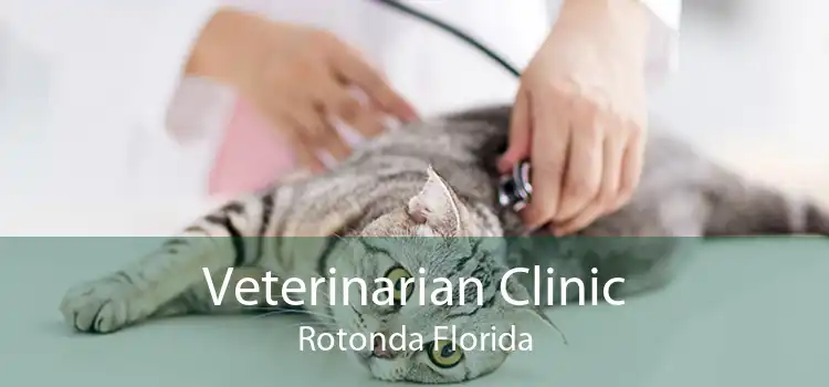 Veterinarian Clinic Rotonda Florida