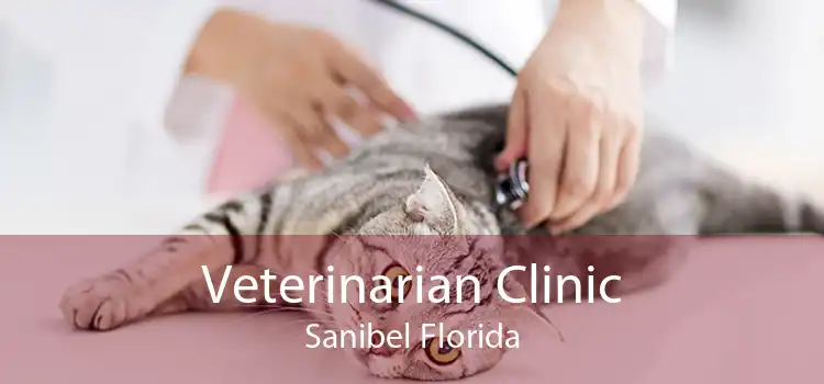Veterinarian Clinic Sanibel Florida