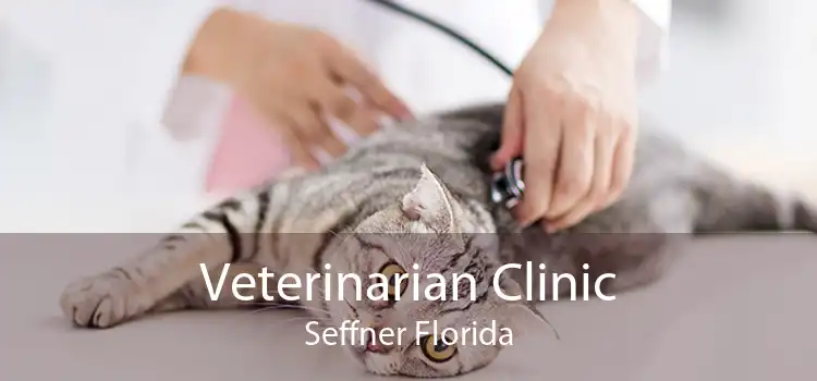 Veterinarian Clinic Seffner Florida